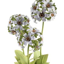Cargar imagen en el visor de la galería, Botany Potted Hyacinth Arrangement