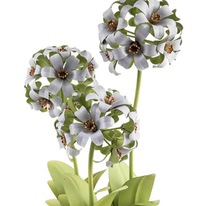 Botany Potted Hyacinth Arrangement