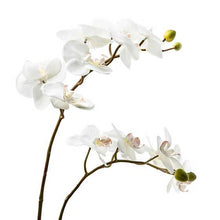 Cargar imagen en el visor de la galería, Royal Toile Potted Orchid - Large